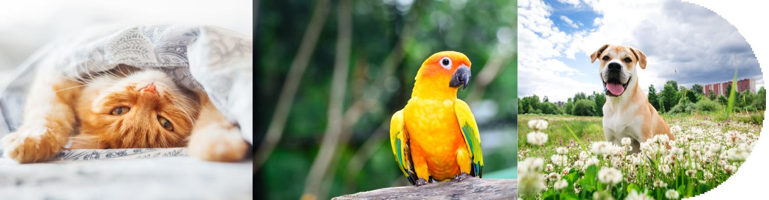 Banner Image of Cat, Parrot and Dog