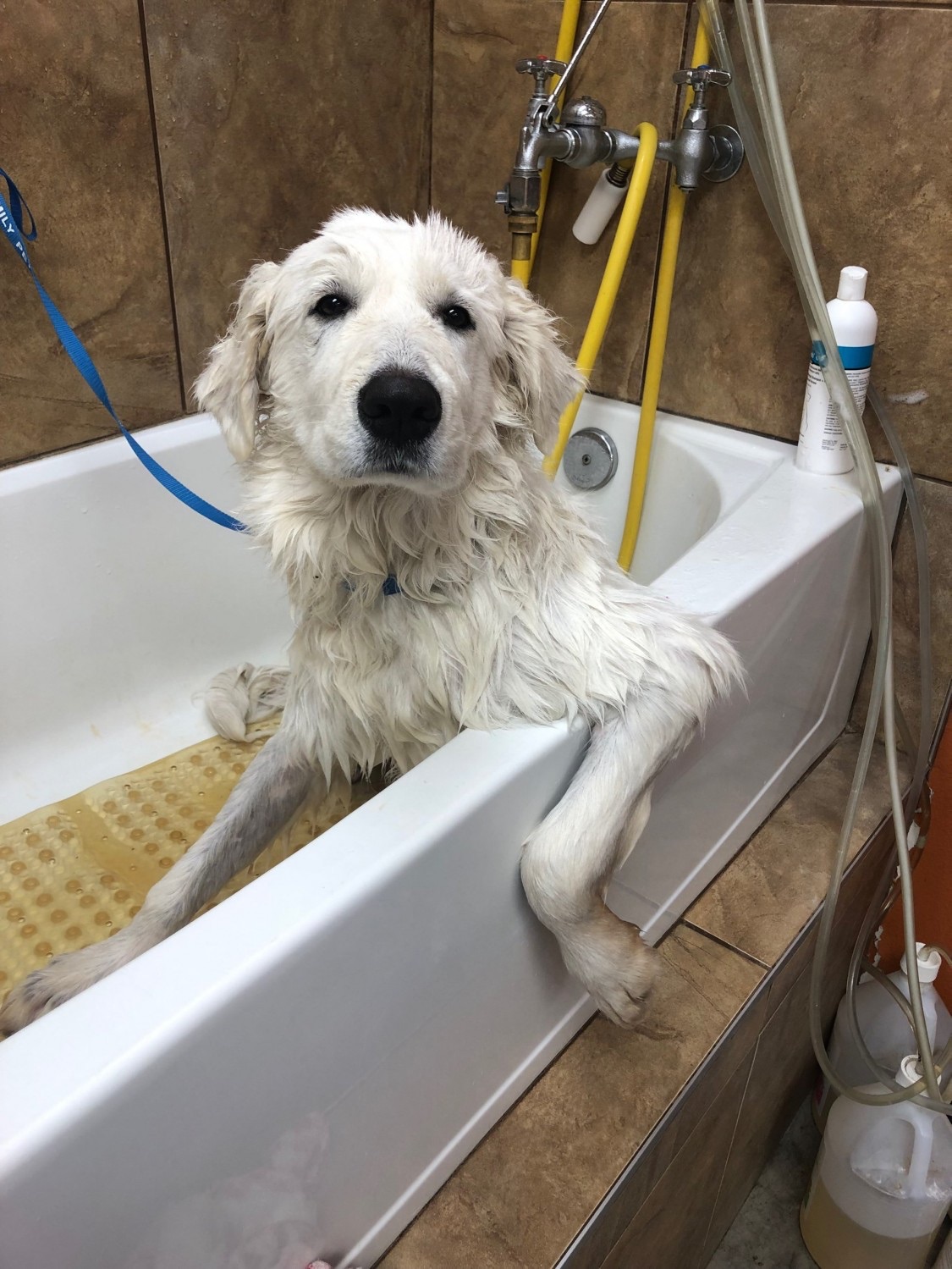 dog in HydroSurge Bath